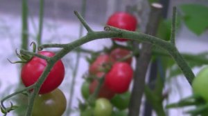 Помидор. Дачные картинки. Уникальный проект.