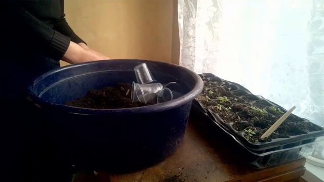 Пикировка колеуса. . Всходы бальзамина. Coleus pick. . Shoots of balsam. смотреть онлайн