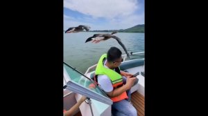 Как же красиво взлетает стая уток!