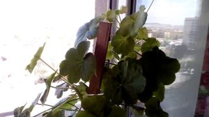 Герань на подоконнике. В чём её польза