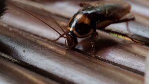Australian cockroach,  Австралийский таракан в Индонезии