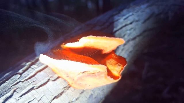 Trametes Cinnabarina releasing spores смотреть онлайн