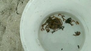 Нереис среда обитания, наживка для рыбалки.