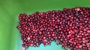 Лайфхак: как осортировать клюкву быстро