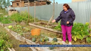 Сибирский арбуз слаще южного