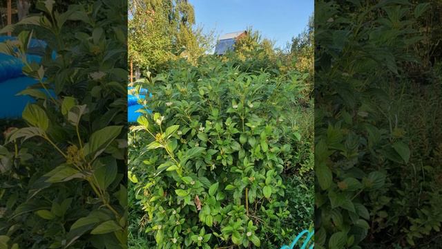 В ГОСТИ К ОСЕНИ/НАШ САД/ СПИРЕЯ смотреть онлайн