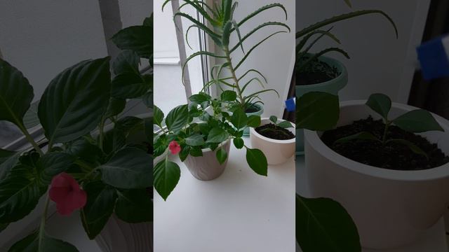 ВРЕДИТЕЛИ КОМНАТНЫХ РАСТЕНИЙ🤯КАК ИЗБАВИТЬСЯ ОТ НАСЕКОМЫХ И ВРЕДИТЕЛЕЙ 🪰РАССКАЗЫВАЮ В ЭТОМ ВИДЕО✅️