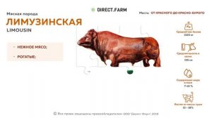 Лимузинская мясная порода коров