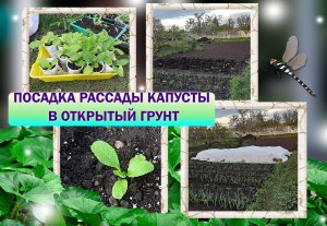✅?Посадка рассады Летней капусты в грунт 15 мая