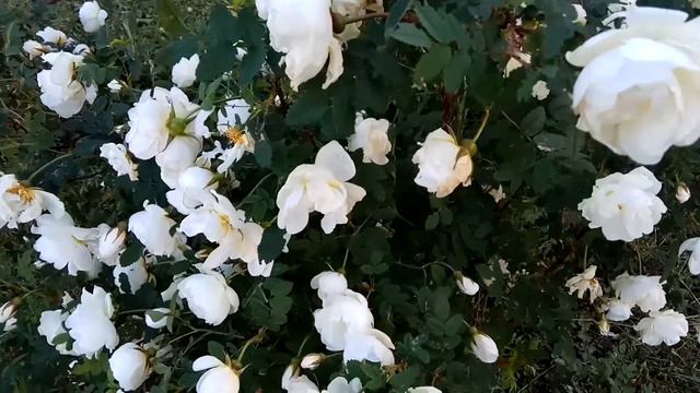 VID 20220616 192955 Ты- та же скрипка...(А. Вознесенский)...Павел Васильев Лахтинский смотреть онлайн