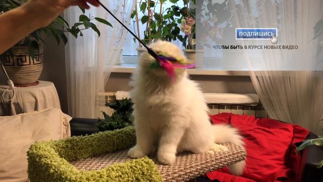 ПРЕДСТАВЛЯЮ ЗАМЕСТИТЕЛЯ ДИРЕКТОРА КОТИКА ХАЙЛЕНД ФОЛД БАЛИ 4К смотреть онлайн