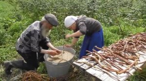 Отмываем от глины корни солодки сибирской.  19. 07. 2017