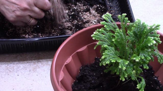 Селагинелла..mp4 смотреть онлайн