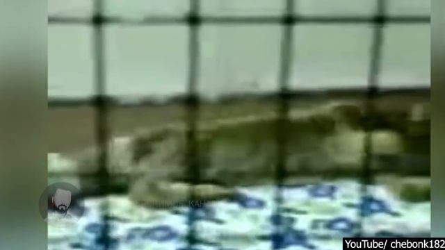 7 Страшных видео страшнее фильма ужасов