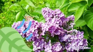 bumblebee  lover flowersSIRINGA  ️, любимые цветы шмелей СИРЕНЬ ВЕСНА