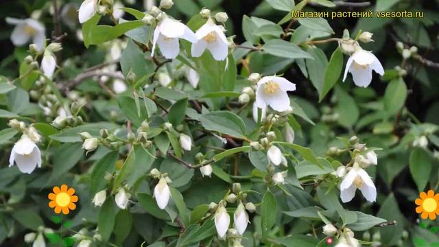 Чубушник гибридный Монт Бланк. Краткий обзор, описание характеристик philadelphus Mont Blanc смотреть онлайн