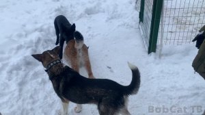 ЗНАКОМСТВО РЫСИ И ЩЕНКА ОВЧАРКИ ПОШЛО НЕ ПО ПЛАНУ.