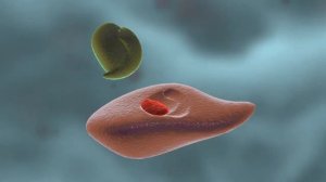 Mеханизм действия ферментов | Биология