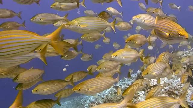 THE MOST BEAUTIFUL MUSIC! 30 MINUTES OF BODY TREATMENT! MUSIC BY SERGEY GRISCHUK . смотреть онлайн