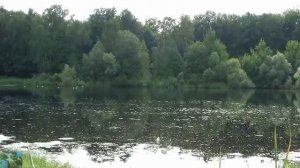 Звуки природы Ольняный пруд Лягушки