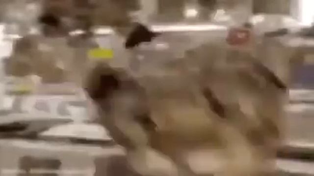 КОТ В НАУШНИКАХ ФЛЕКСИТ 6 СЕКУНД КАК ДУРАК смотреть онлайн