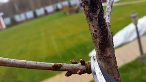 Бактериоз на косточковых, что делать!!!