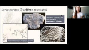 Fossil Preservation Modes and Major Invertebrate Groups | GEO GIRL