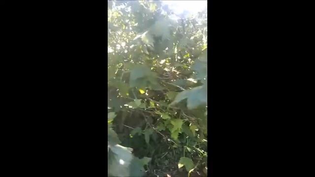 Как заработать деньги на сборе ягод смотреть онлайн