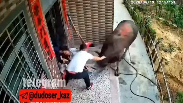 Бык напал на женщину с ребенком смотреть онлайн