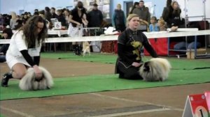 2-х CACIB Минск, 27 ноября 2011, ринг пекинесов