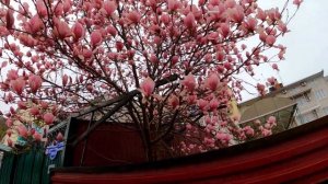 Магнолия "Суланжа" , благодарю Татьяну за подсказку!?ЛАЗАРЕВСКОЕ СЕГОДНЯ?СОЧИ.