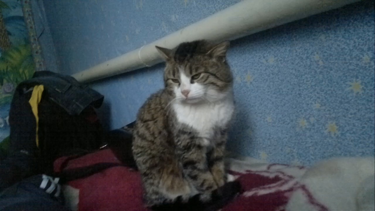 Кот Мурзик умывается на кровати смотреть онлайн