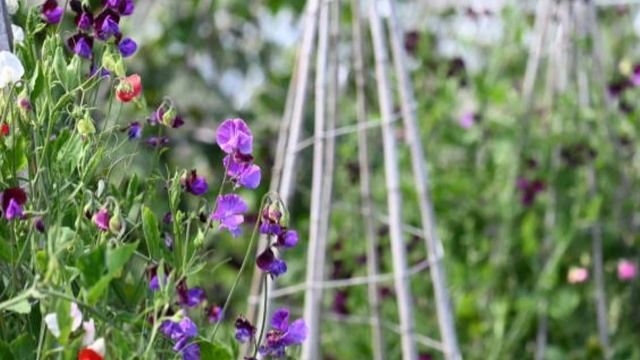 Цветы без рассады. Какие Цветы посеять в открытый грунт. Семена цветов для Открытого грунта смотреть онлайн