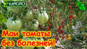 ТОМАТЫ НЕ ЗАРАЗЯТСЯ! Запомните эти простые правила, чтобы томаты не болели - это просто!
