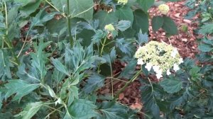 Hydrangea arborescens ´Emerald Lace´