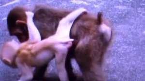 Scimmie cuccioli  (детёныши обезьян)