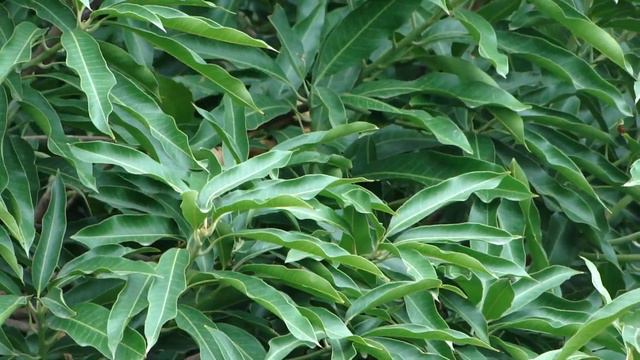 Antimigraine Plants in Pankaj Oudhia's Medicinal Plant Database. Part-251
