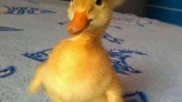 Electrocuted duck 🦆 with music смотреть онлайн