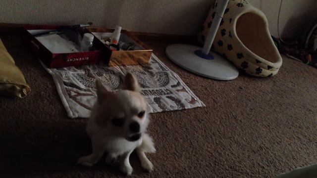 Собака поет-Чихуахуа смотреть онлайн