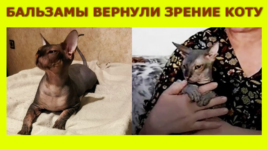 Бальзамы вернули зрение коту