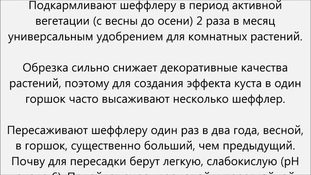 Шефлера уход.Шеффлера уход