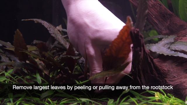 Top 5 Easy Aquarium Plants смотреть онлайн