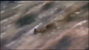 ОРЕЛ В ДЕЛЕ! Нападение орла на волка, кенгуру, леопарда, змею