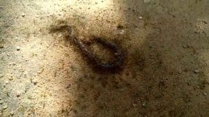 Муравьи едят сколопендра