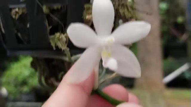 Phalaenopsis tetraspis var Semialba 'Blue Lip' смотреть онлайн