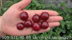 ЖИЗЕЛЬ виноград.