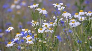 Ах, этот май!