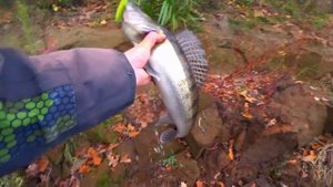 КРУПНЫЕ ПРИМАНКИ в корягах выманили СУДАКА и ЩУКУ! Рыбалка на джиг в октябре! Ловля на спиннинг 202