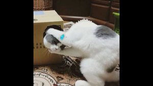 Смешные коты а ну ка давайка 2019 - Смешные кошки МатроскинТВ