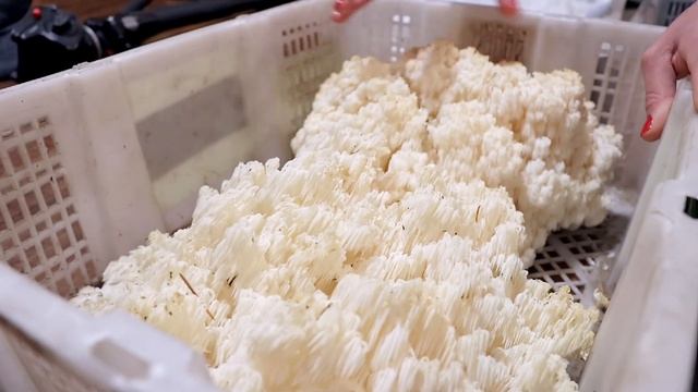 We found NINE WILD EDIBLE MUSHROOM SPECIES in Two Days of foraging! смотреть онлайн